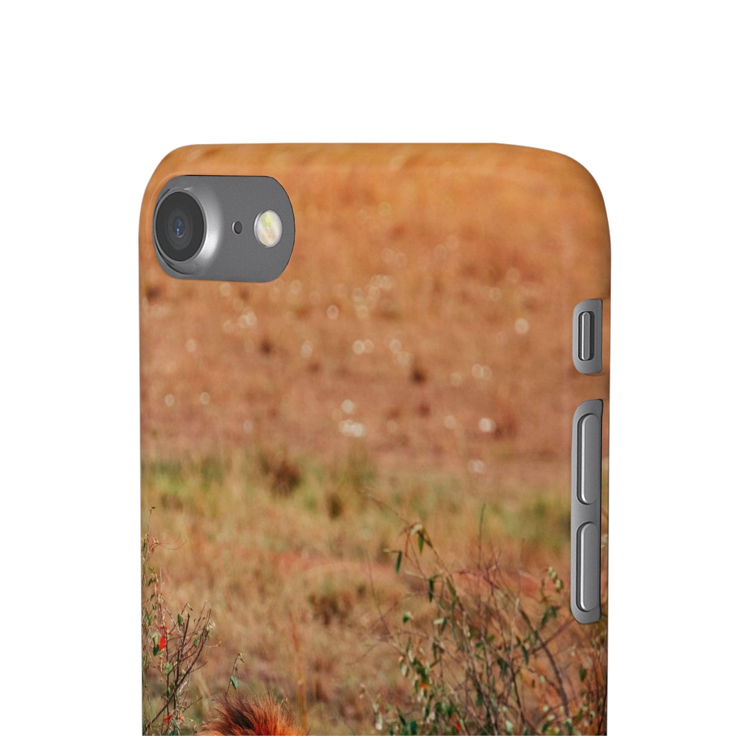 Majestic Lion Cajasol - Nature Inspired