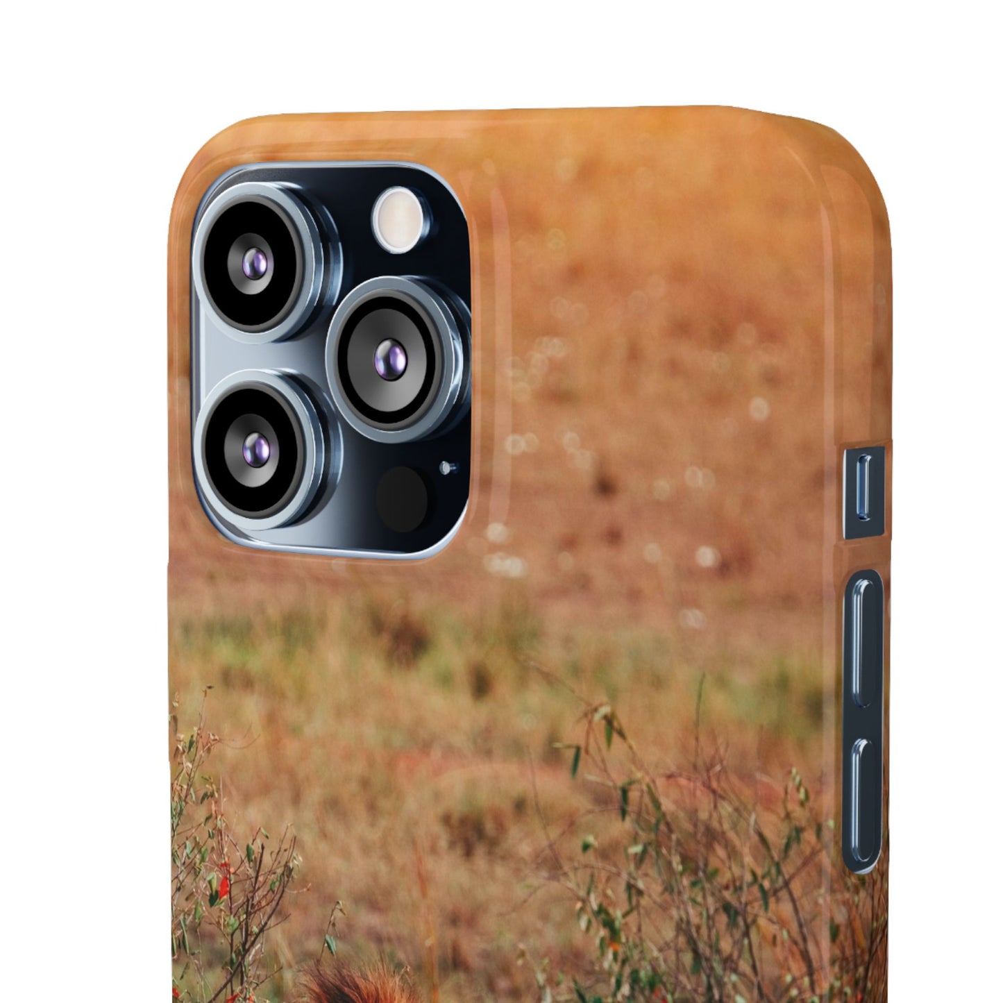 Majestic Lion Cajasol - Nature Inspired