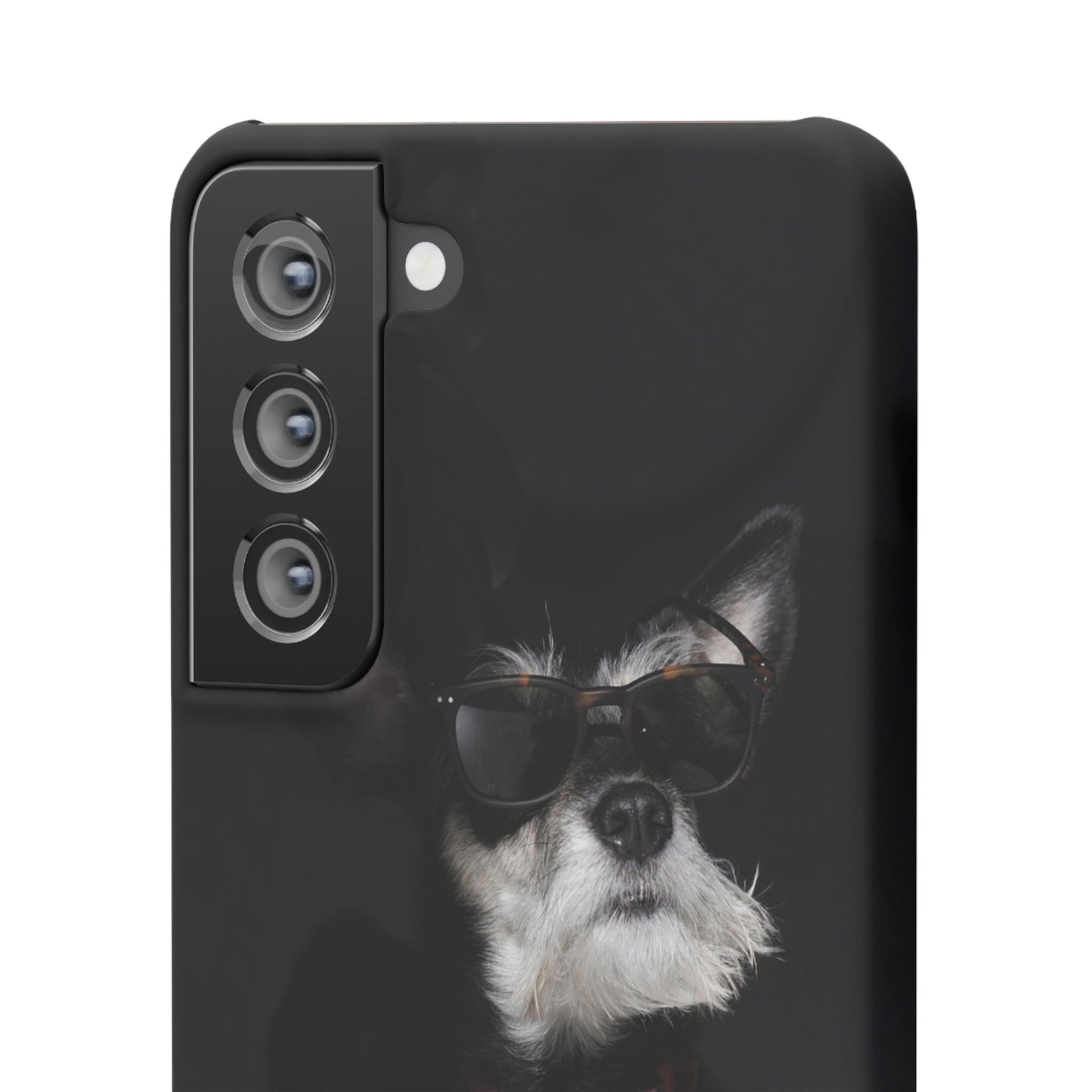 Cool Dog Cajasol - Stylish Pet