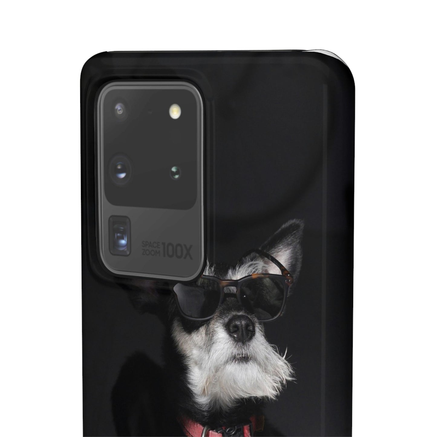 Cool Dog Cajasol - Stylish Pet