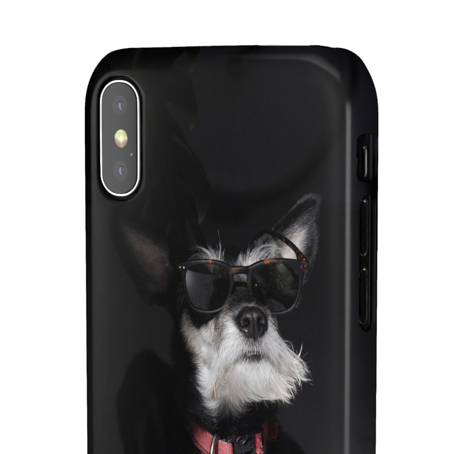 Cool Dog Cajasol - Stylish Pet