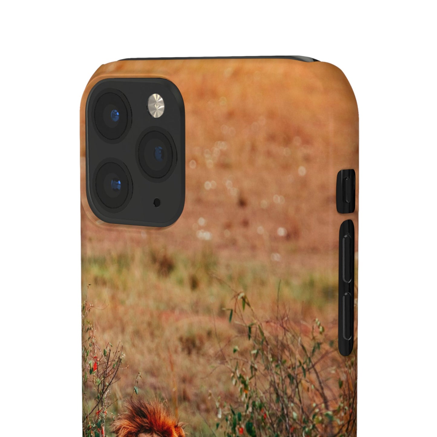 Majestic Lion Cajasol - Nature Inspired