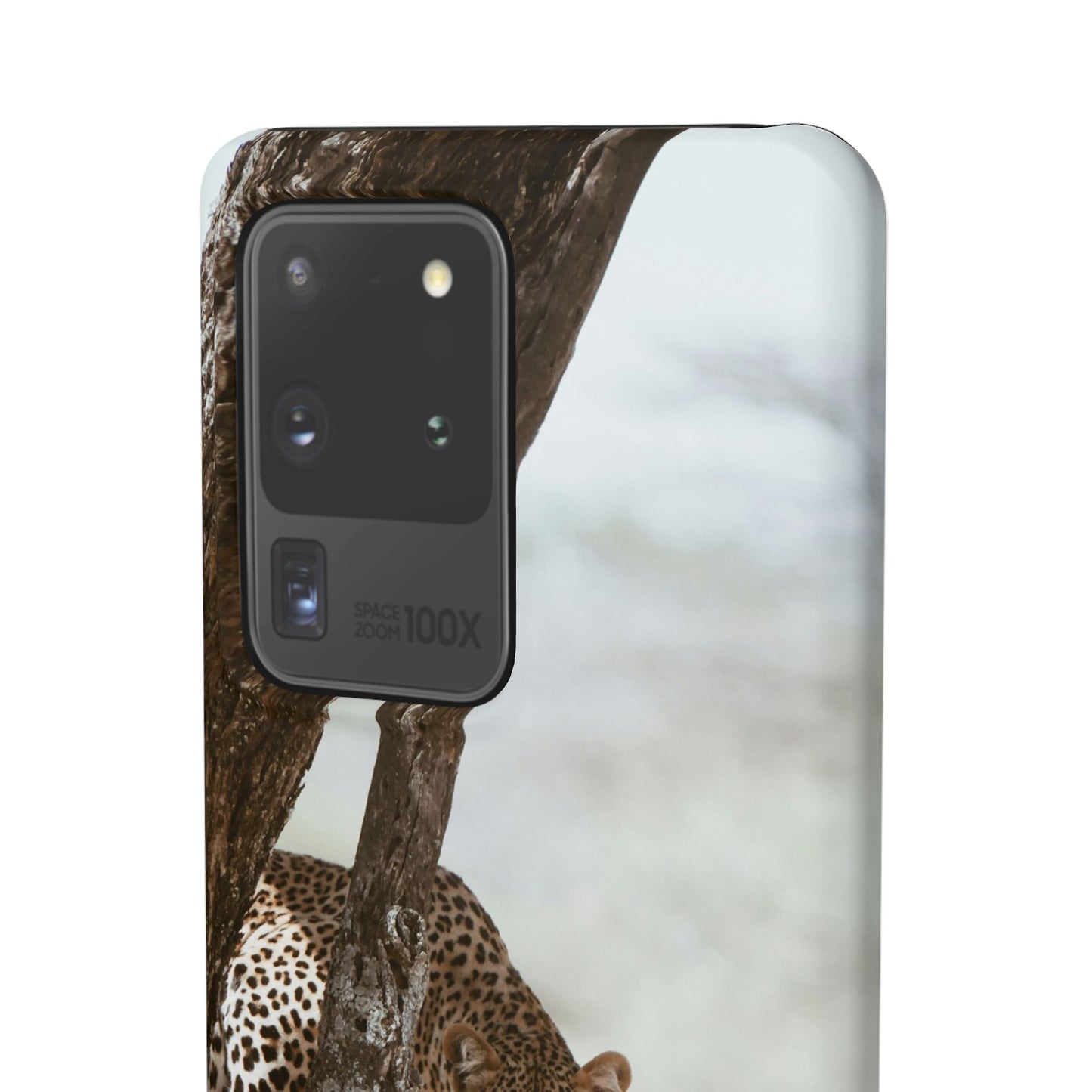 Leopard Cajasol - Wildlife Vibes
