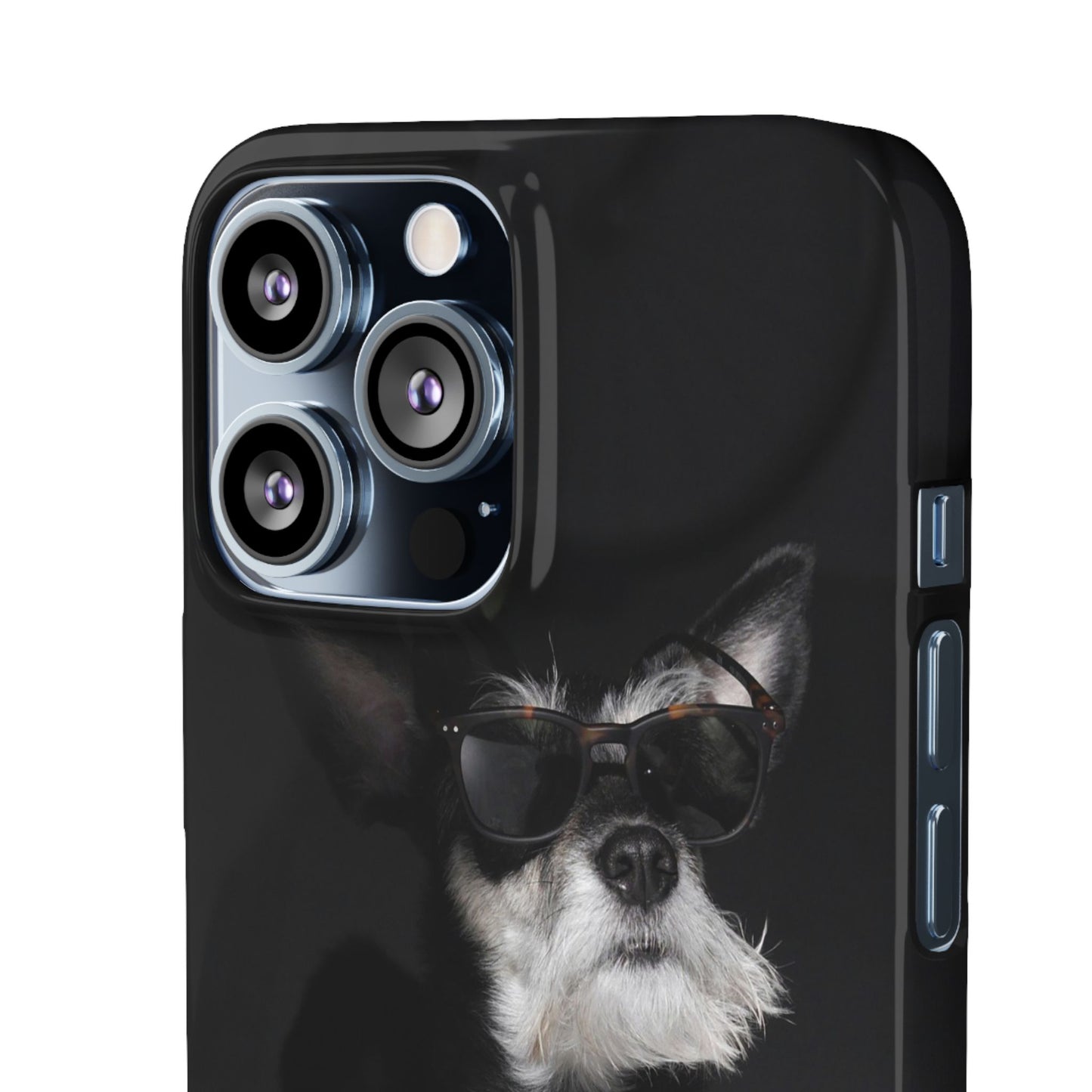 Cool Dog Cajasol - Stylish Pet