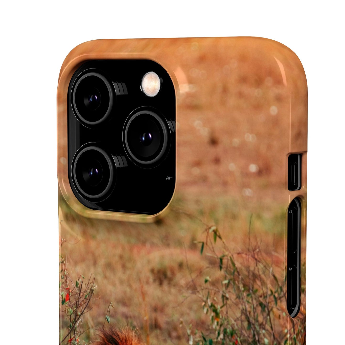 Majestic Lion Cajasol - Nature Inspired