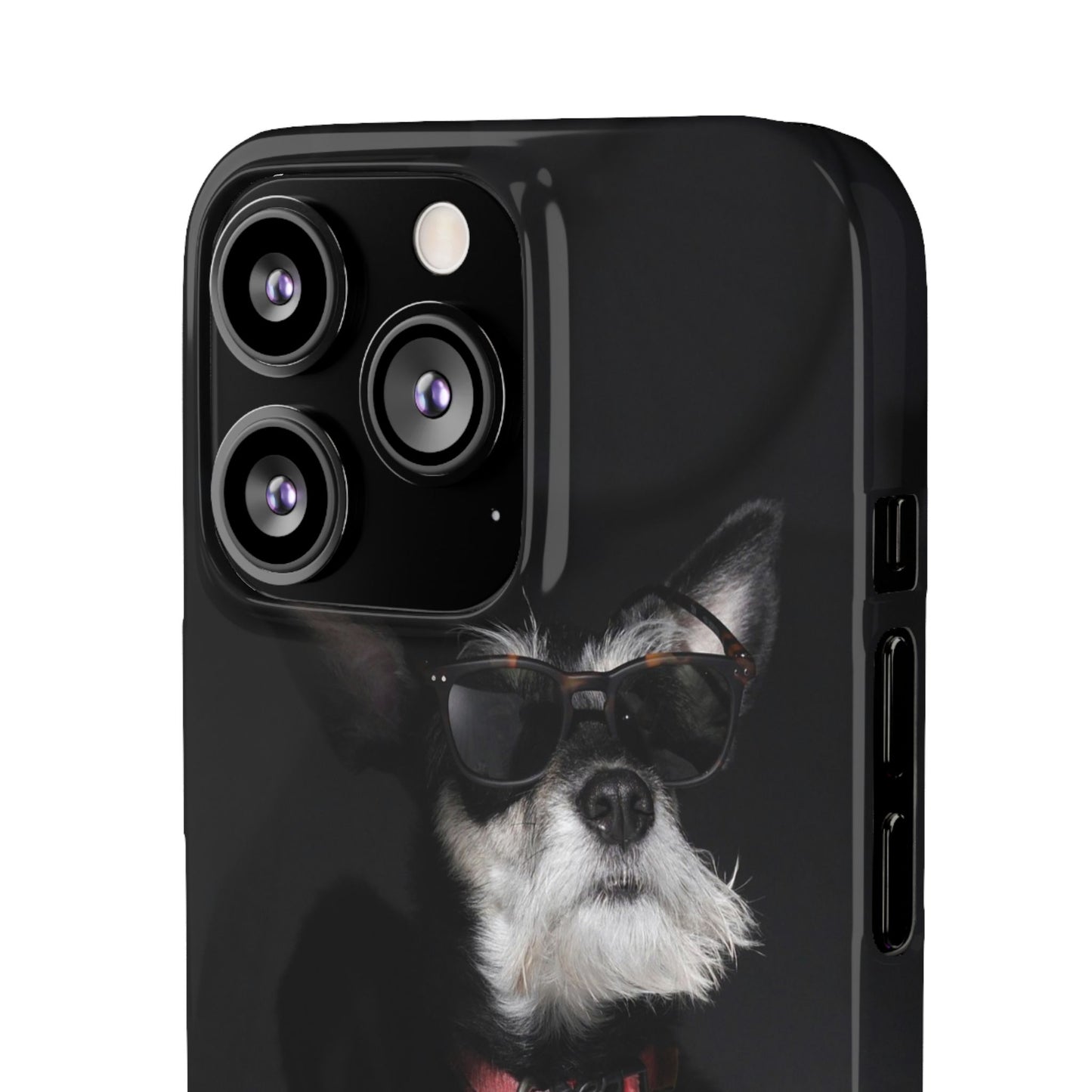 Cool Dog Cajasol - Stylish Pet