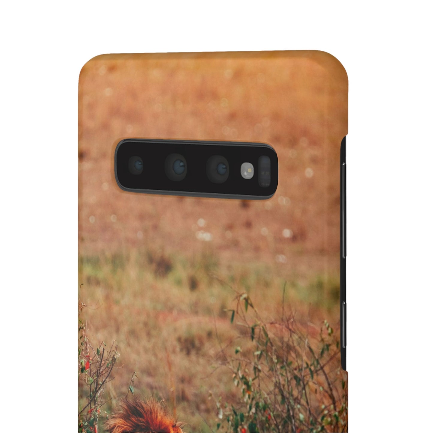 Majestic Lion Cajasol - Nature Inspired