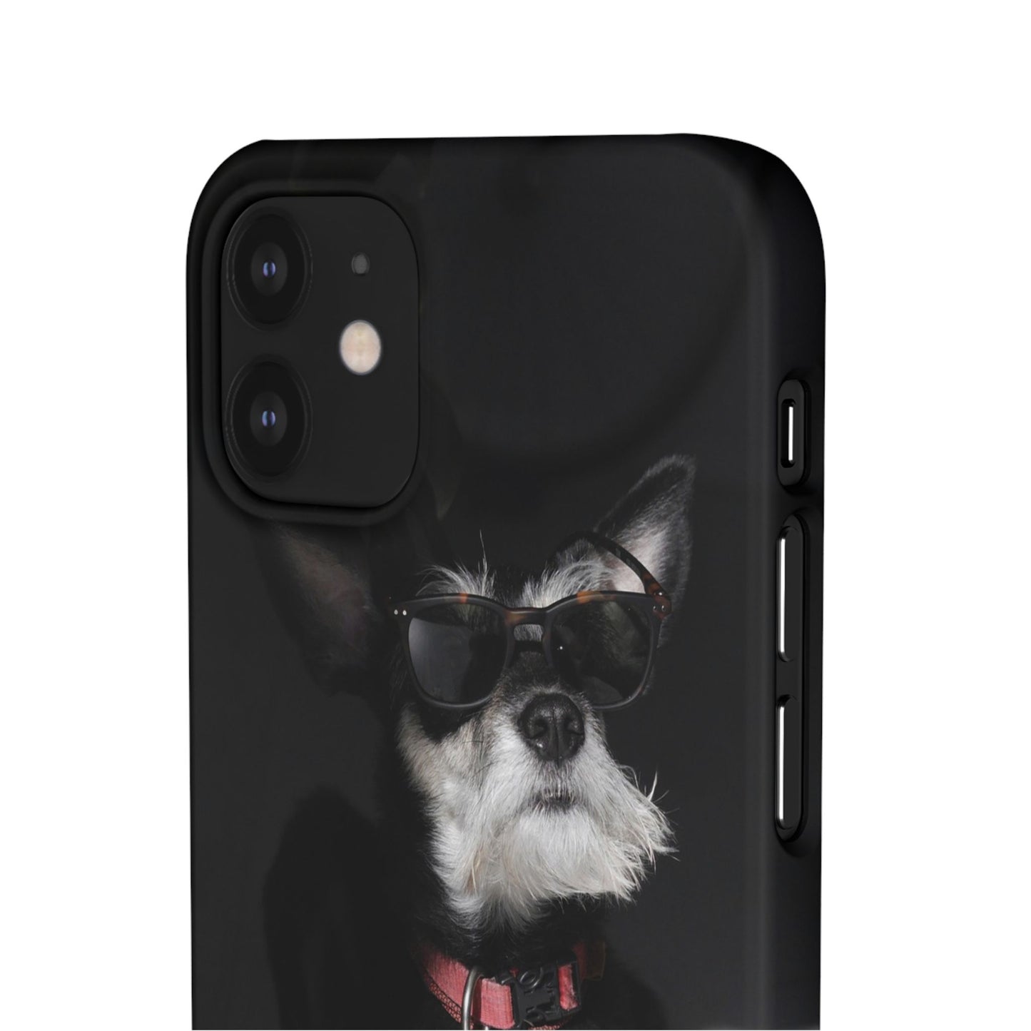 Cool Dog Cajasol - Stylish Pet