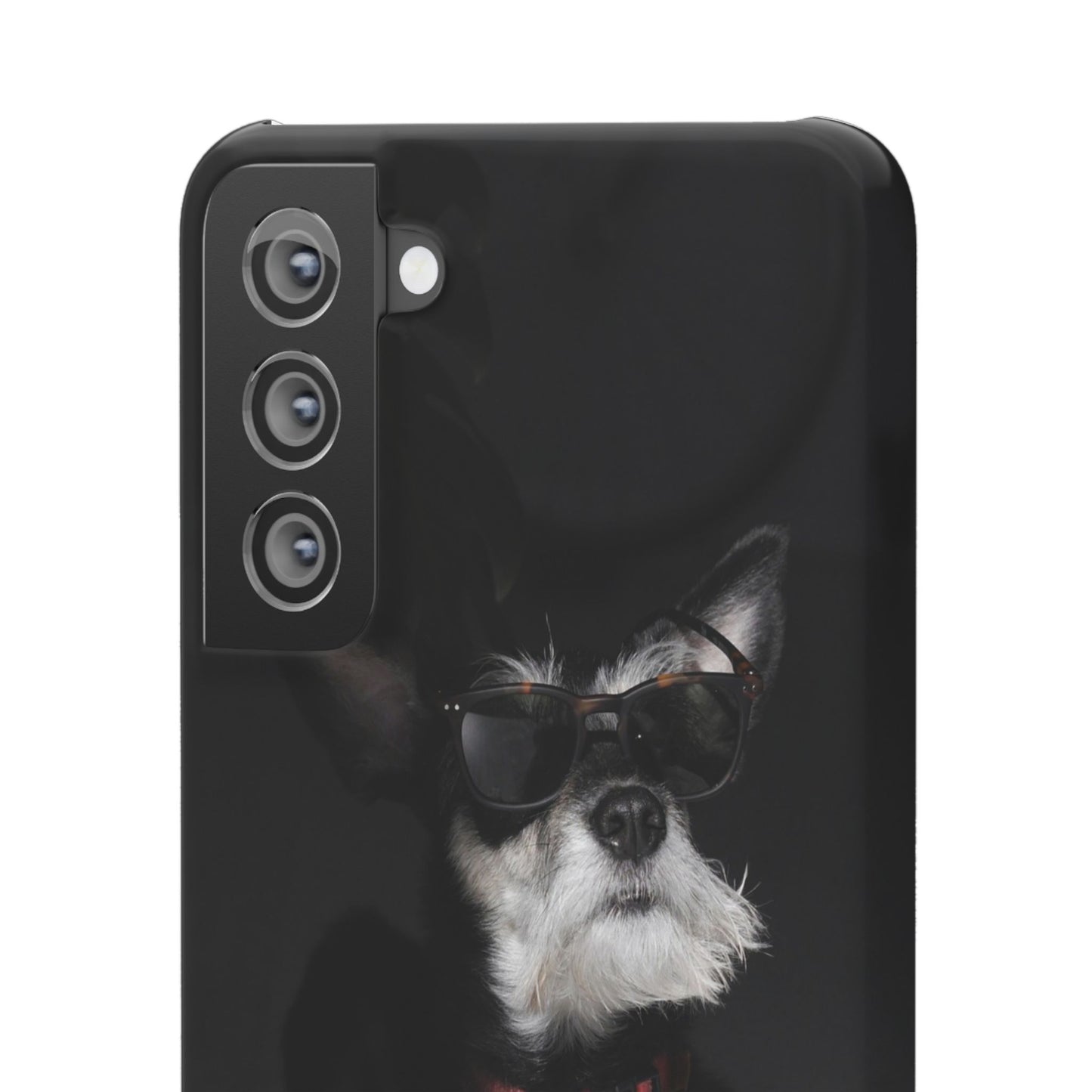Cool Dog Cajasol - Stylish Pet