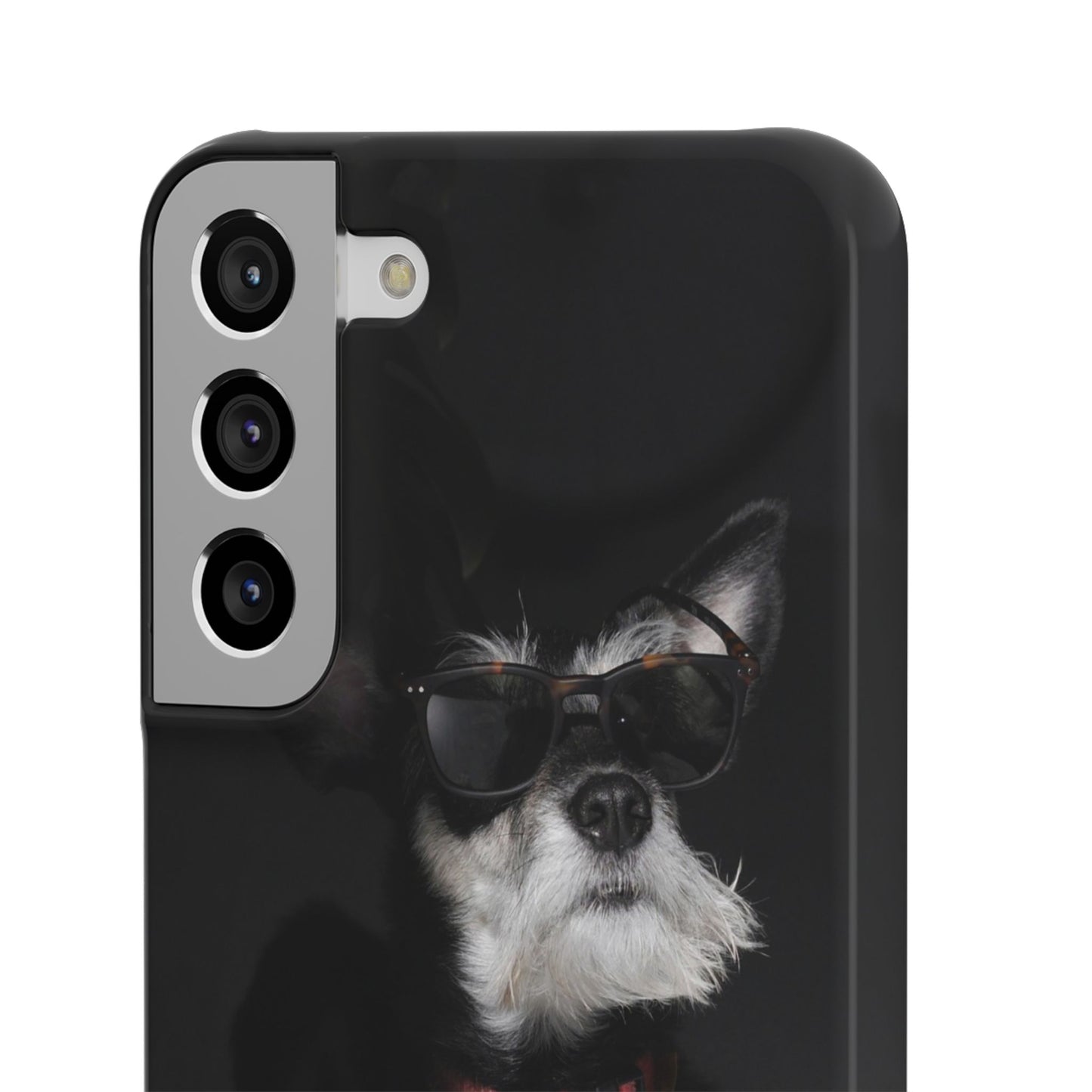 Cool Dog Cajasol - Stylish Pet