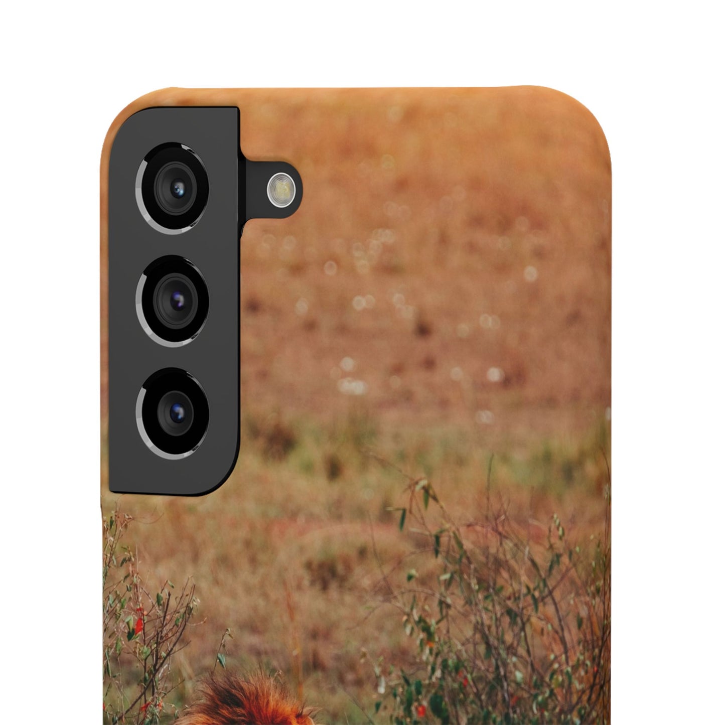 Majestic Lion Cajasol - Nature Inspired
