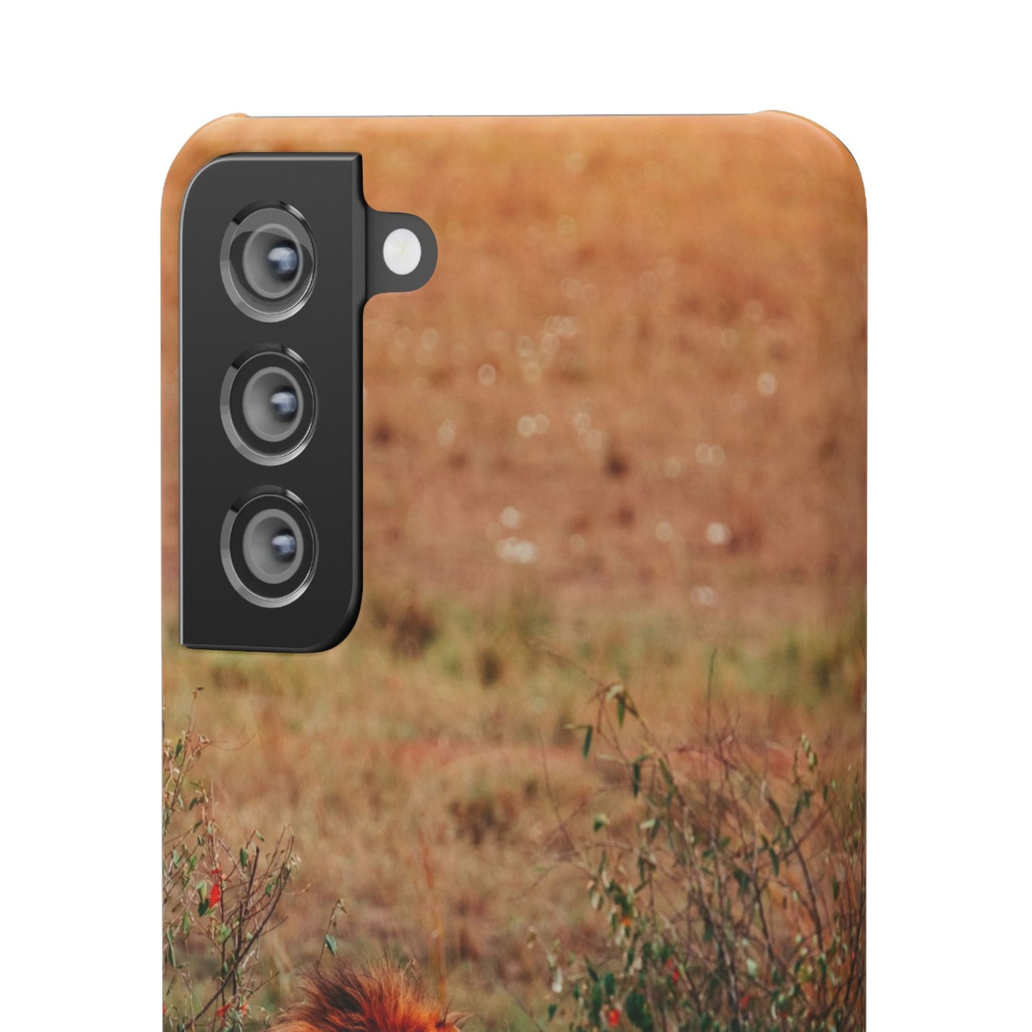 Majestic Lion Cajasol - Nature Inspired