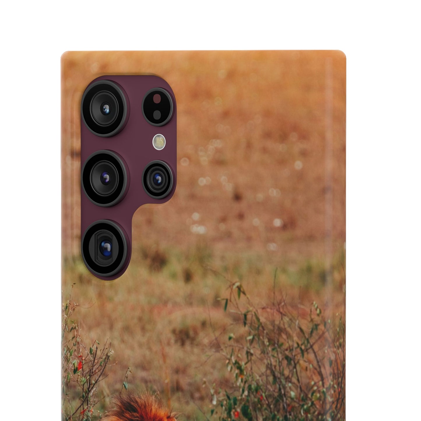 Majestic Lion Cajasol - Nature Inspired
