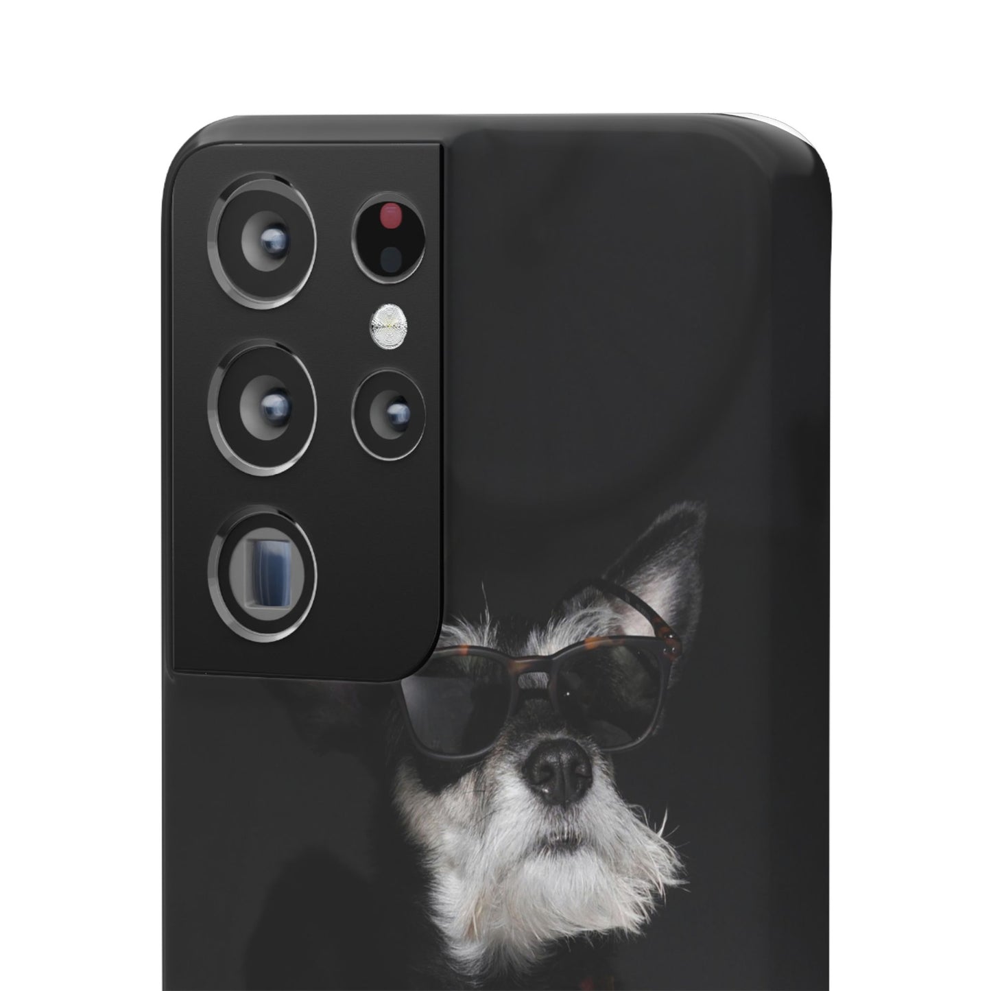 Cool Dog Cajasol - Stylish Pet
