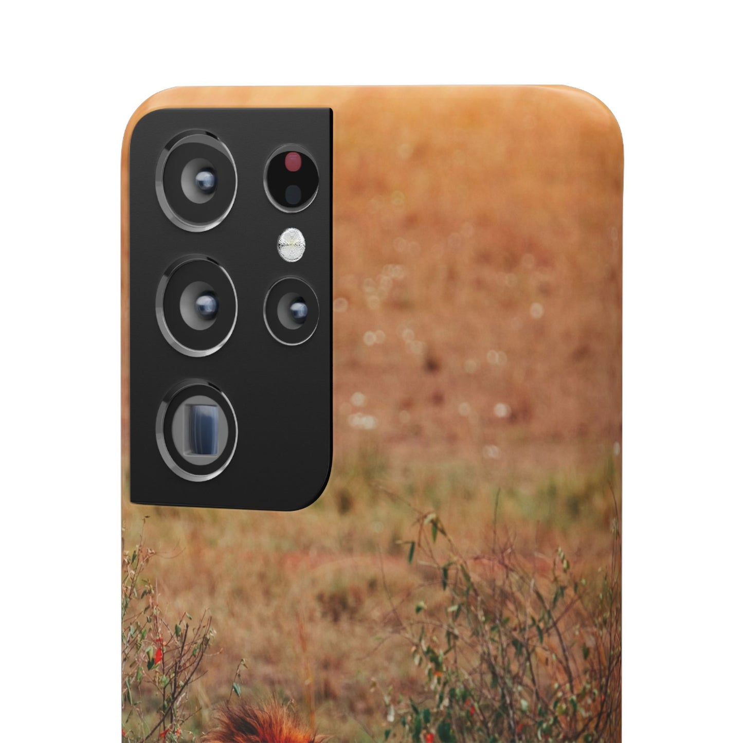 Majestic Lion Cajasol - Nature Inspired