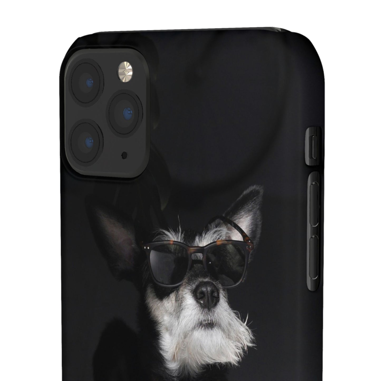 Cool Dog Cajasol - Stylish Pet