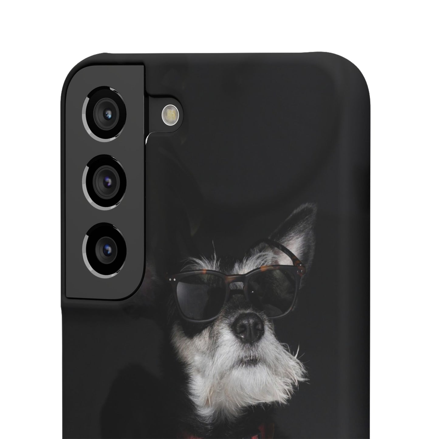Cool Dog Cajasol - Stylish Pet