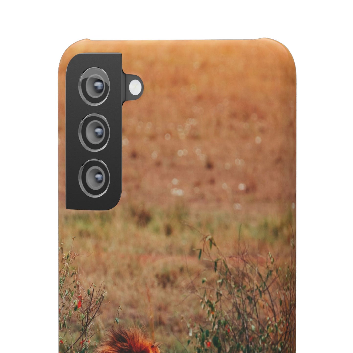Majestic Lion Cajasol - Nature Inspired