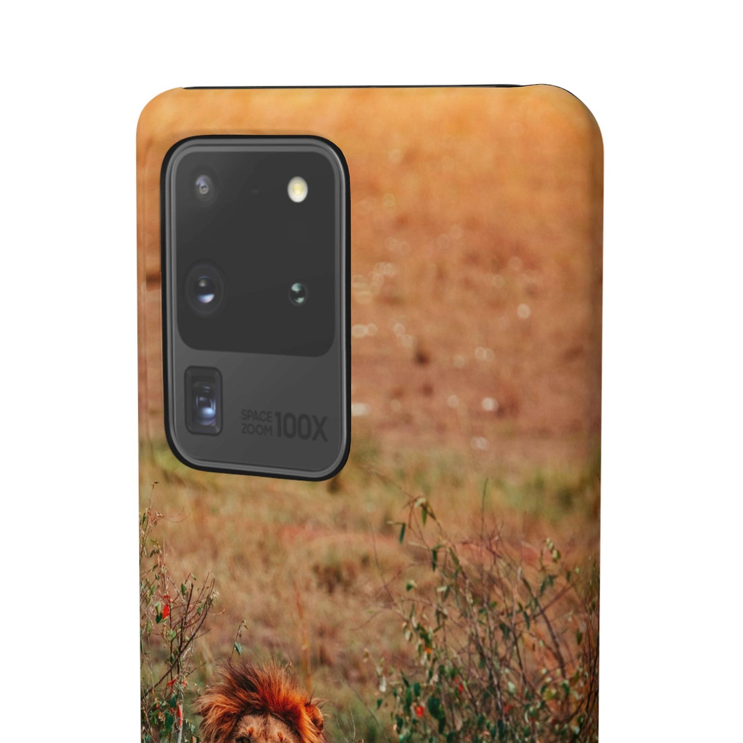 Majestic Lion Cajasol - Nature Inspired