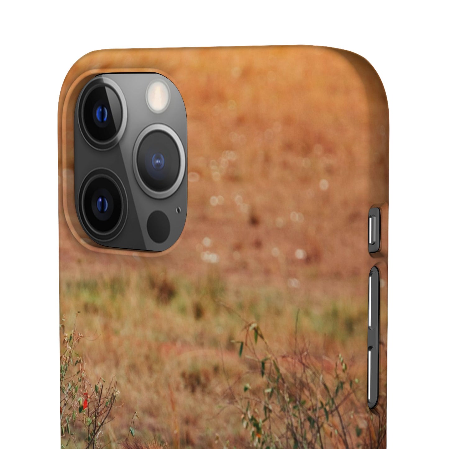 Majestic Lion Cajasol - Nature Inspired