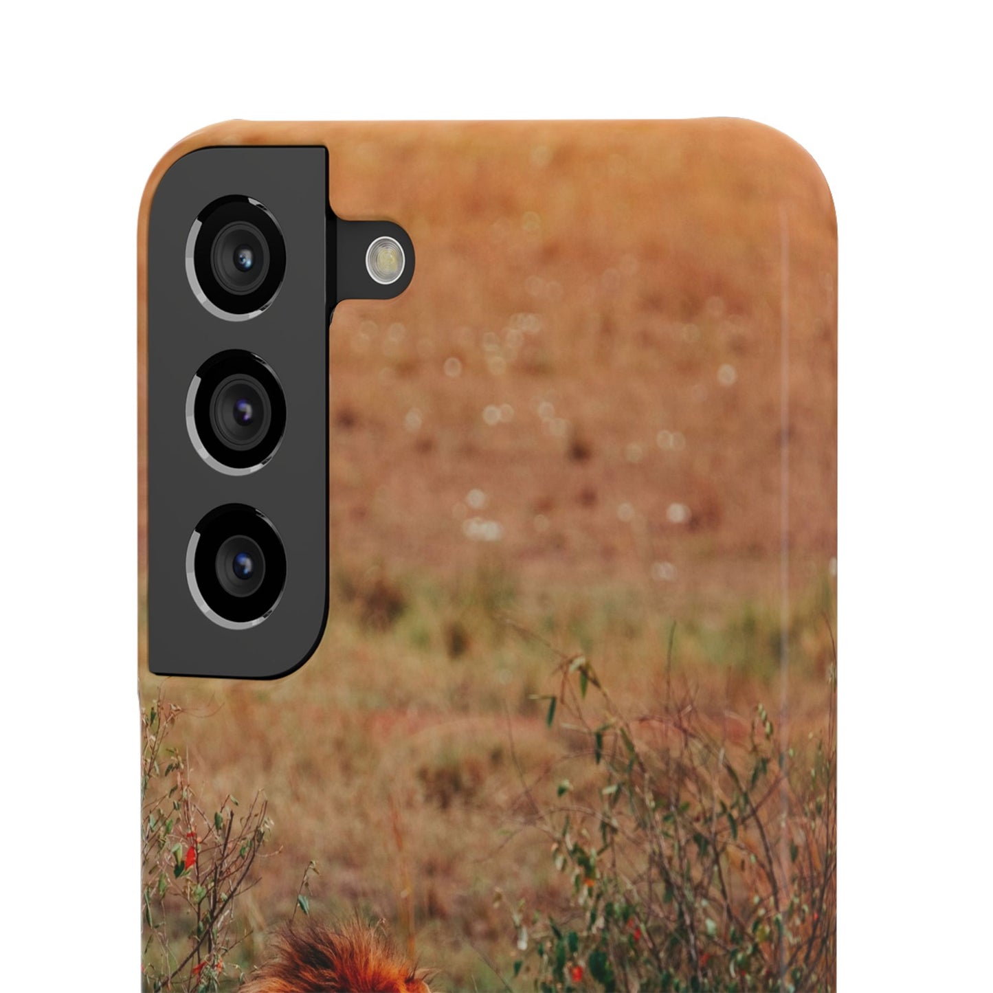 Majestic Lion Cajasol - Nature Inspired