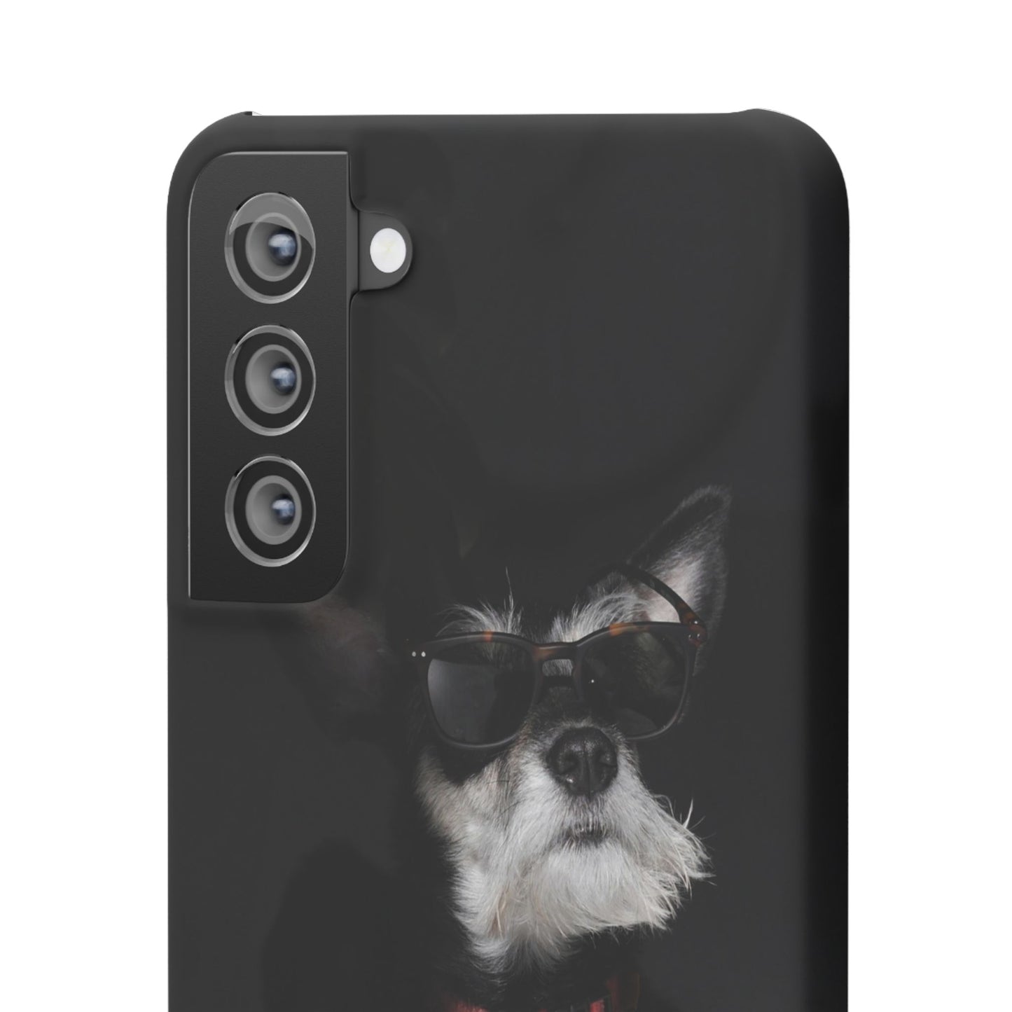 Cool Dog Cajasol - Stylish Pet