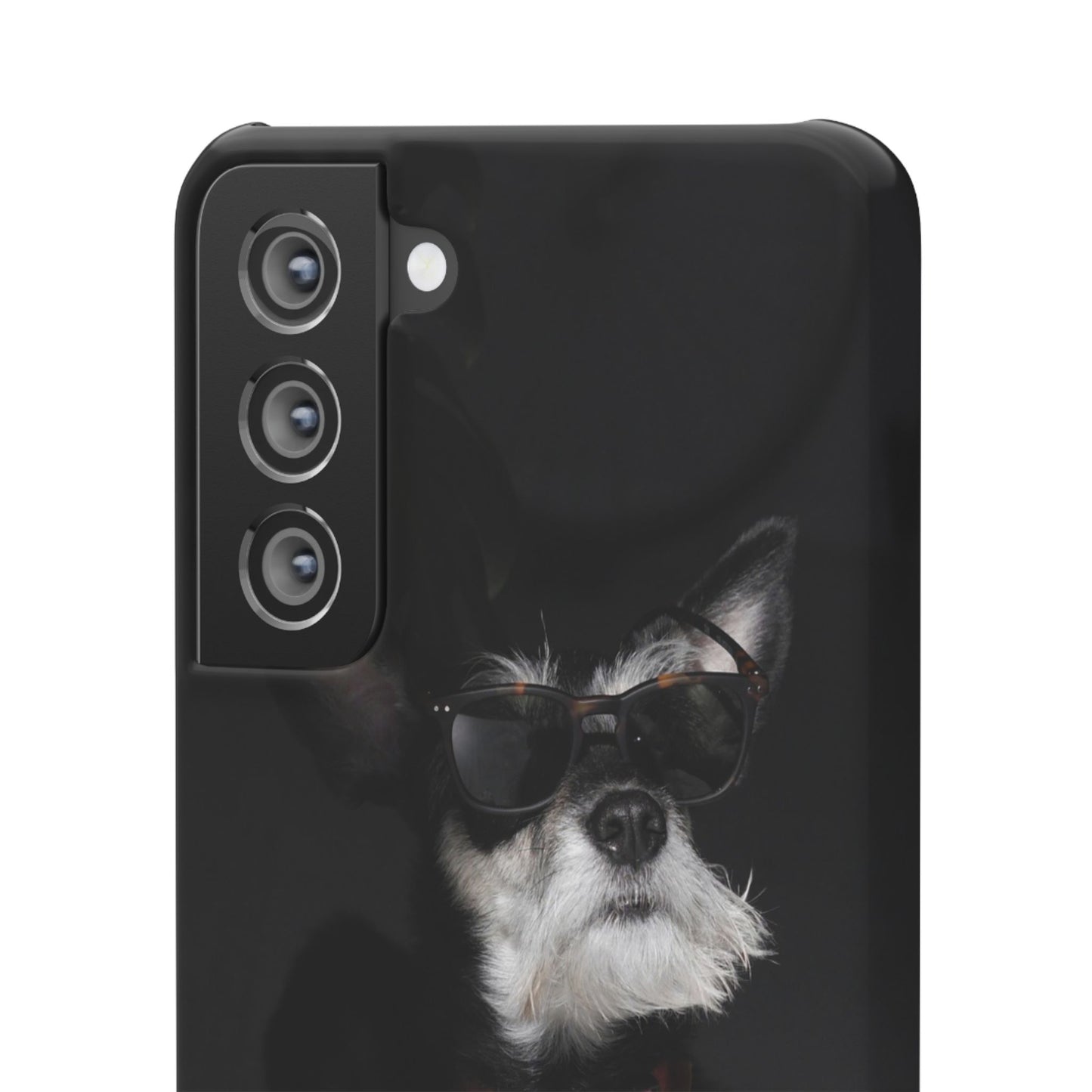 Cool Dog Cajasol - Stylish Pet