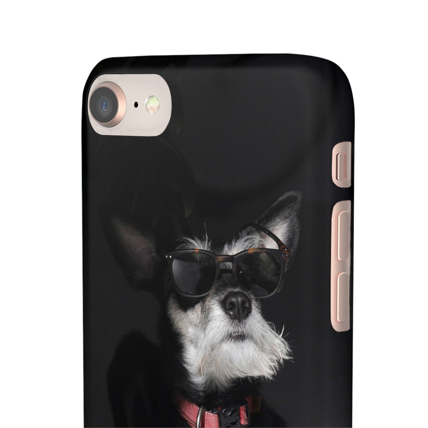 Cool Dog Cajasol - Stylish Pet