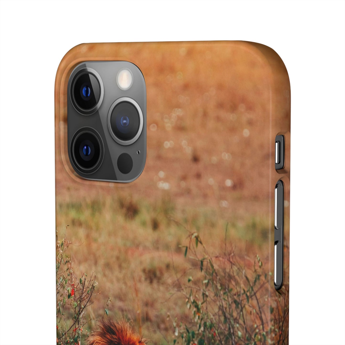 Majestic Lion Cajasol - Nature Inspired