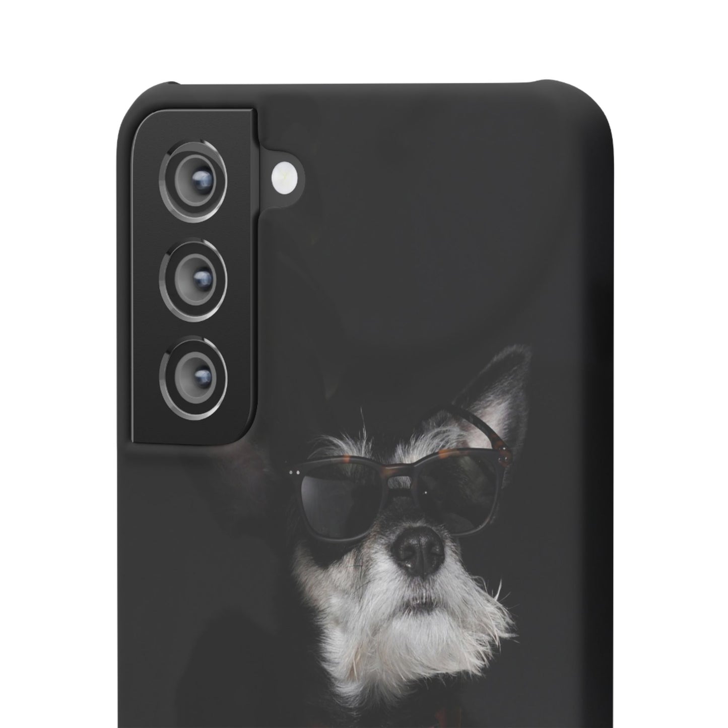 Cool Dog Cajasol - Stylish Pet