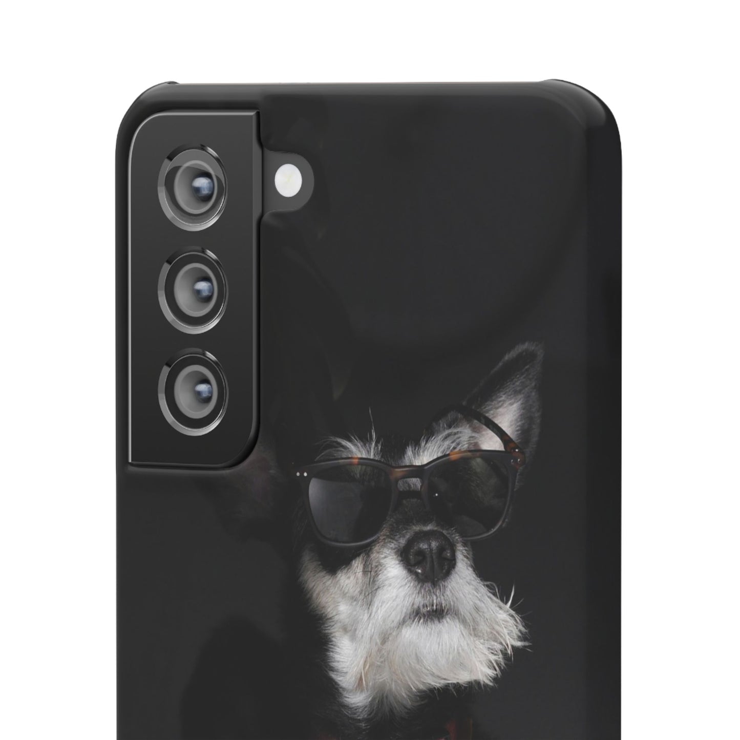 Cool Dog Cajasol - Stylish Pet