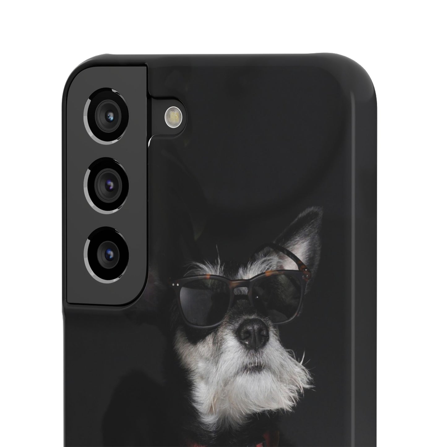 Cool Dog Cajasol - Stylish Pet