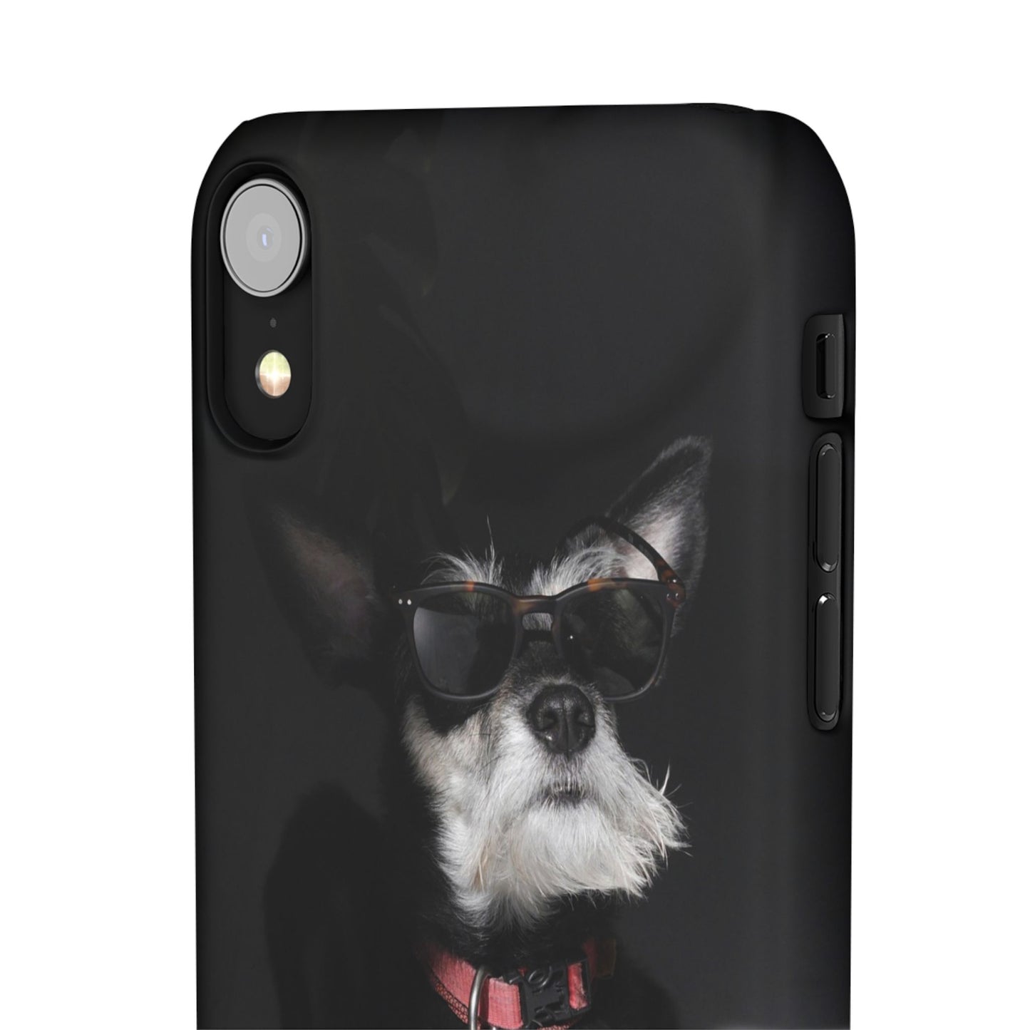 Cool Dog Cajasol - Stylish Pet