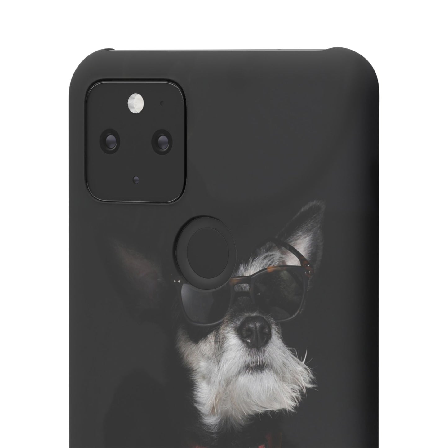 Cool Dog Cajasol - Stylish Pet