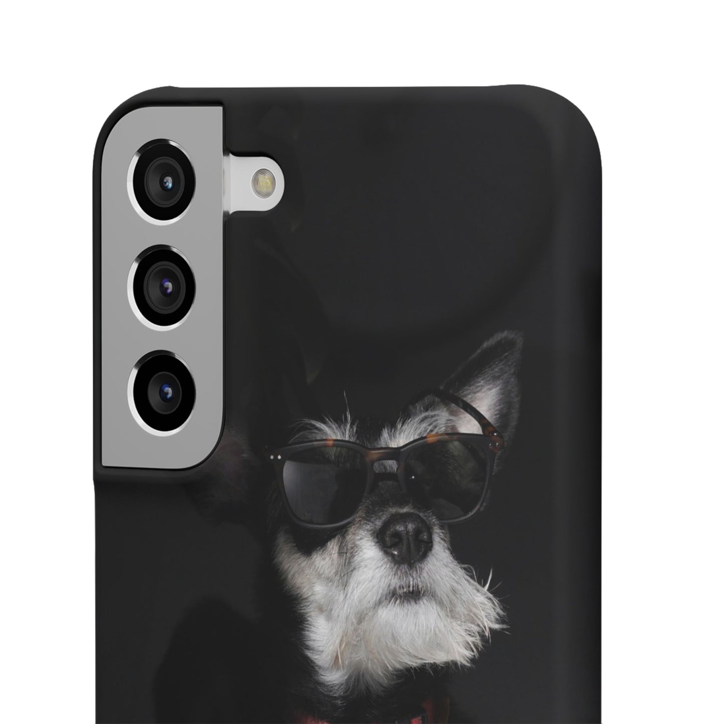 Cool Dog Cajasol - Stylish Pet