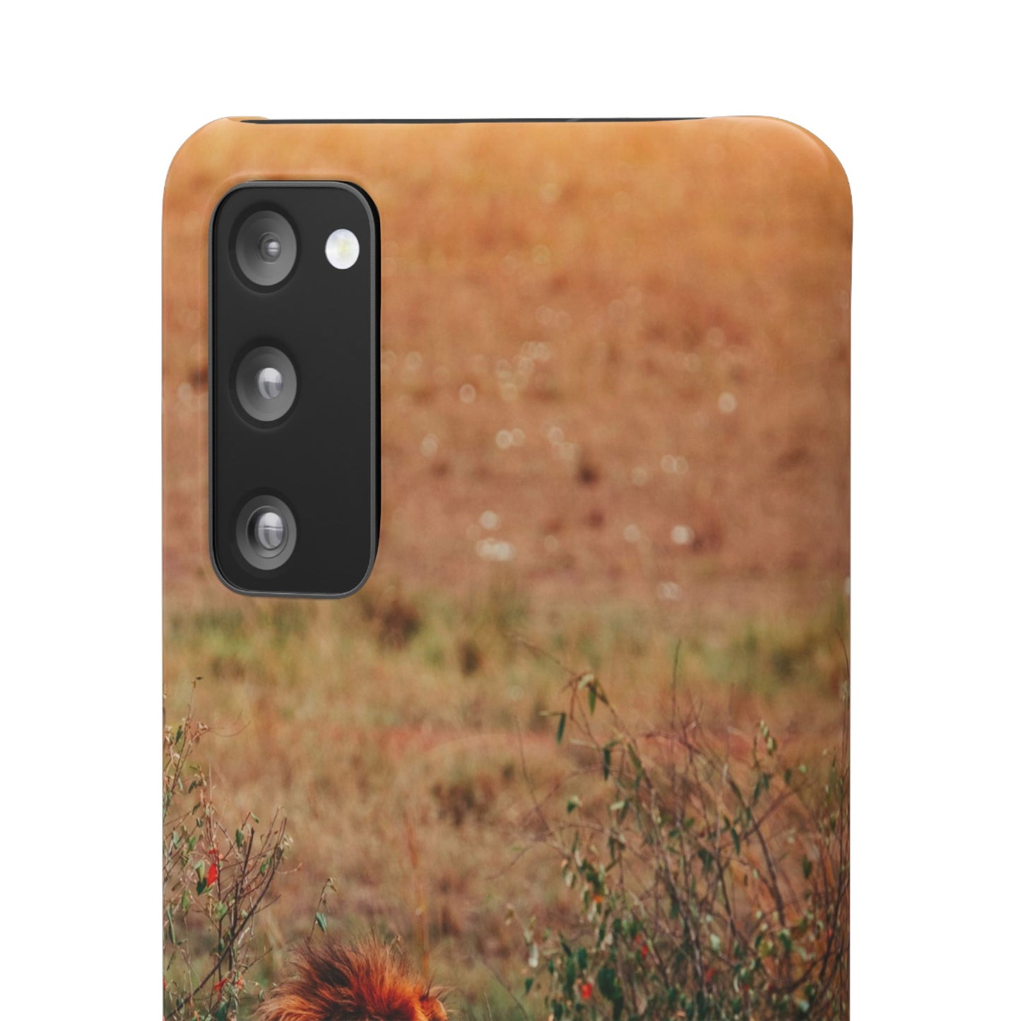 Majestic Lion Cajasol - Nature Inspired