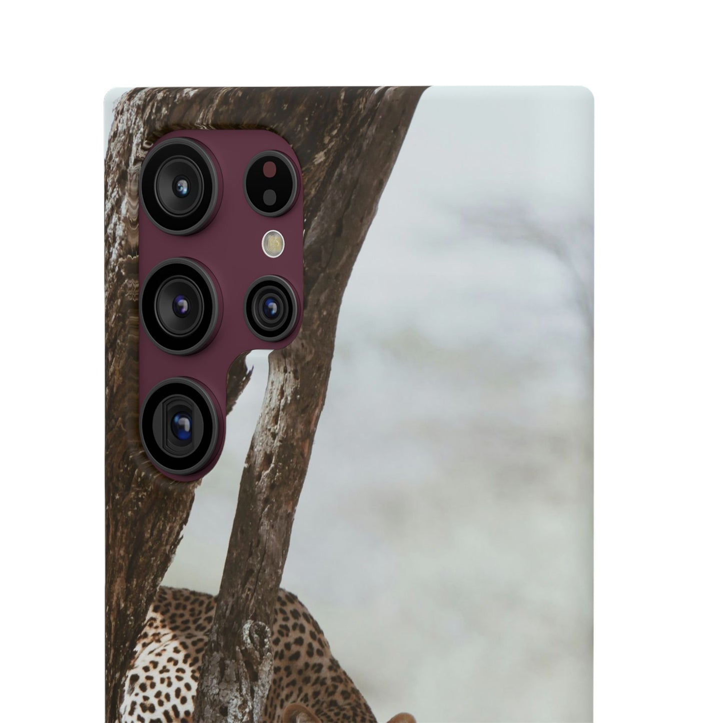 Leopard Cajasol - Wildlife Vibes