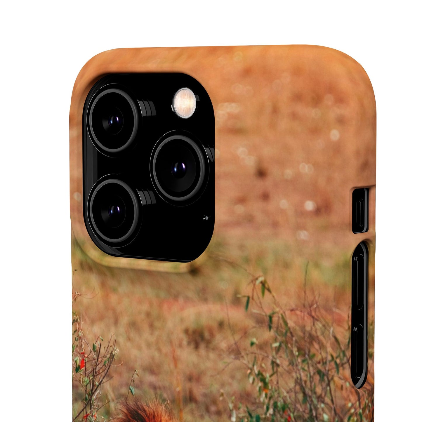 Majestic Lion Cajasol - Nature Inspired