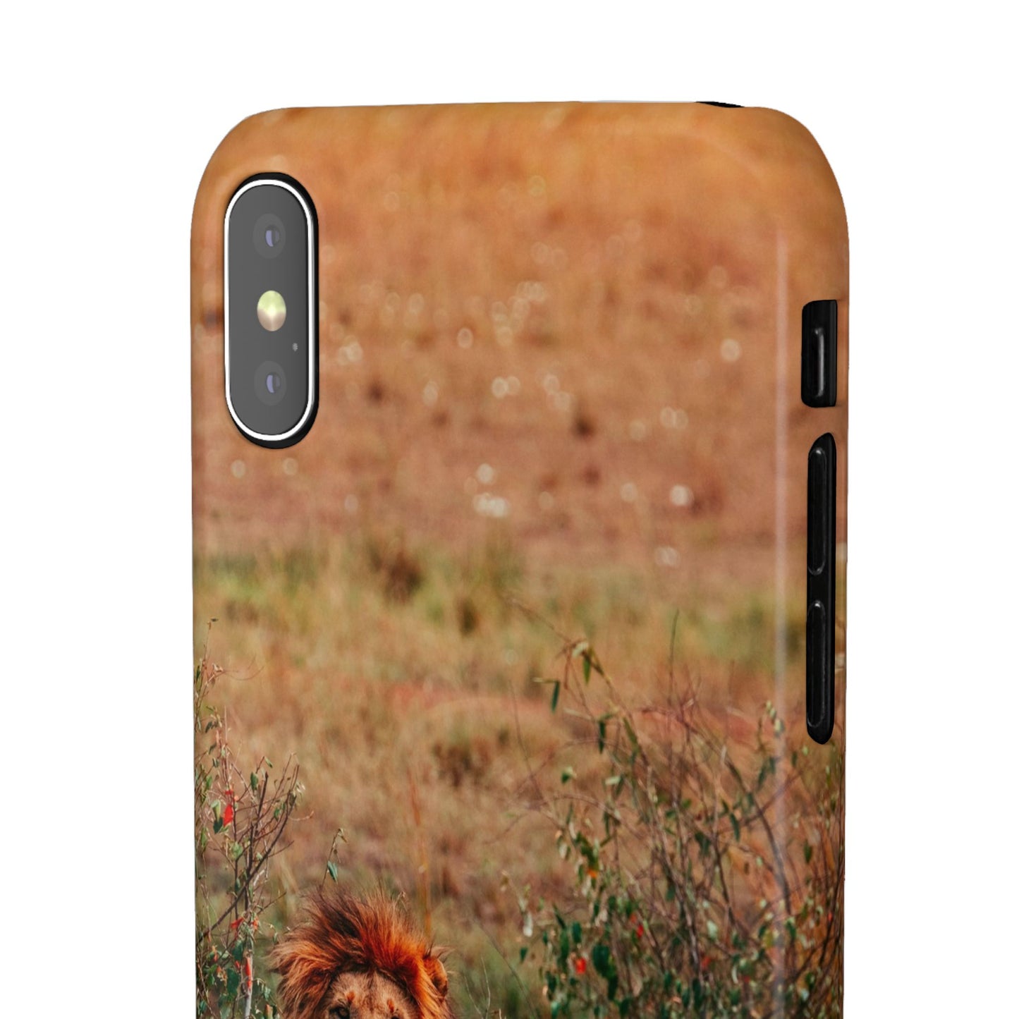 Majestic Lion Cajasol - Nature Inspired