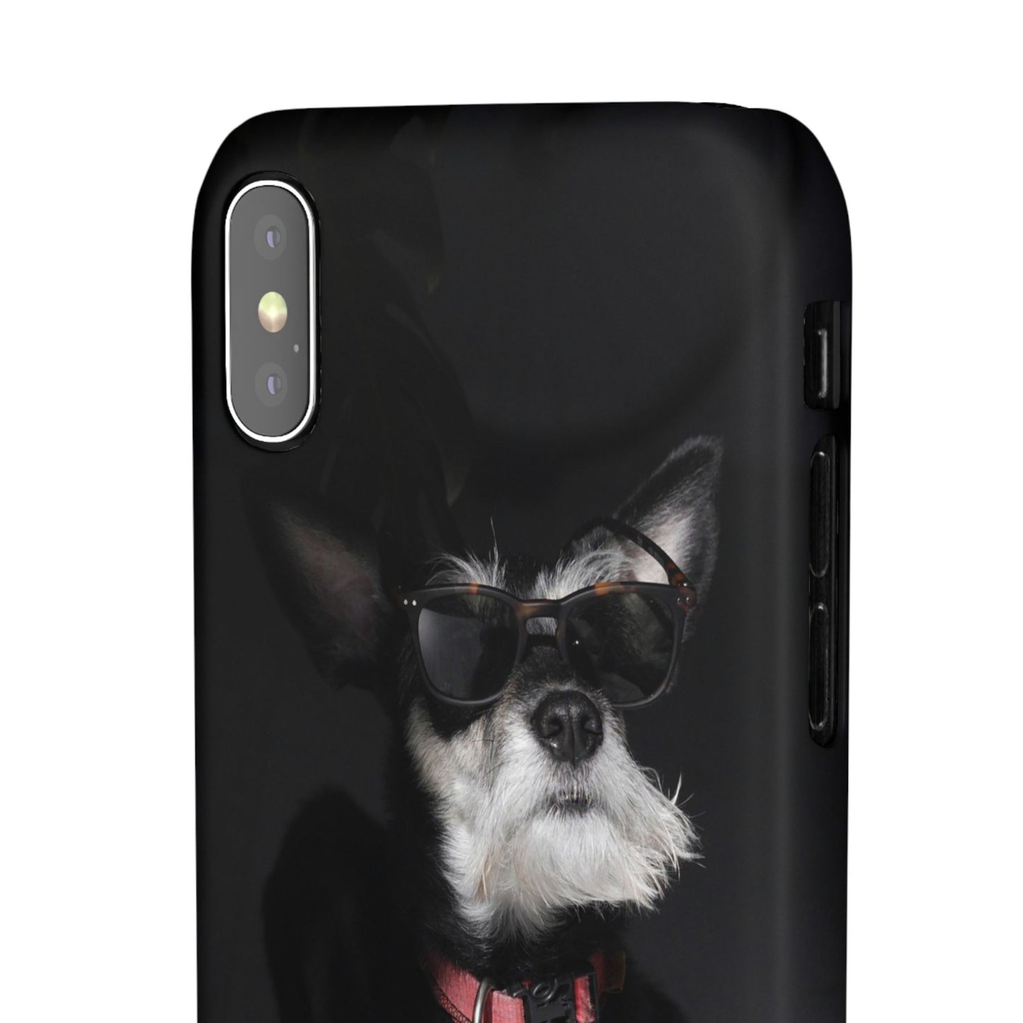 Cool Dog Cajasol - Stylish Pet