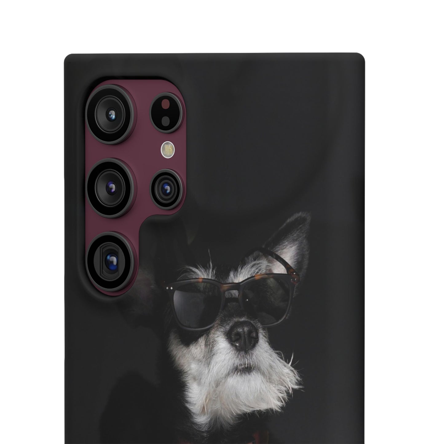Cool Dog Cajasol - Stylish Pet