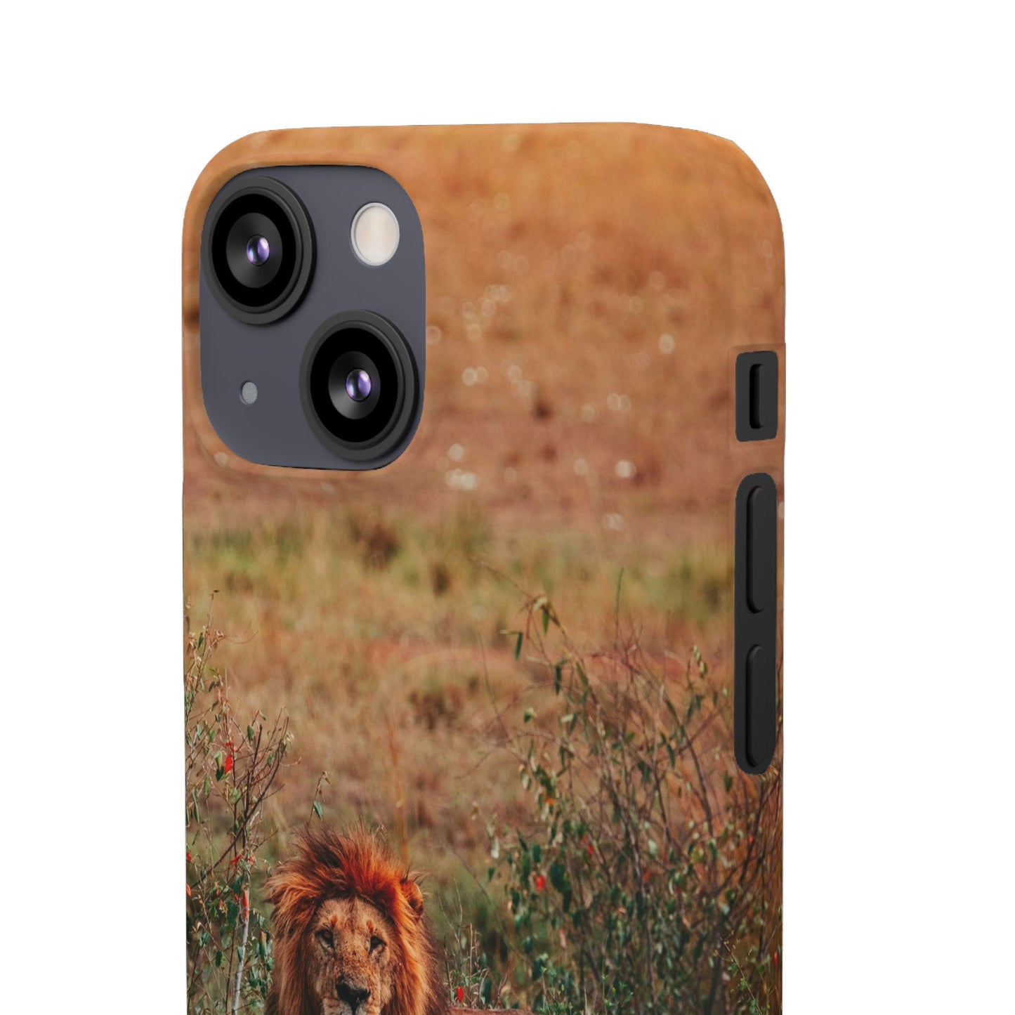 Majestic Lion Cajasol - Nature Inspired