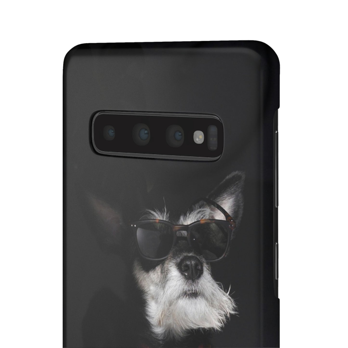Cool Dog Cajasol - Stylish Pet