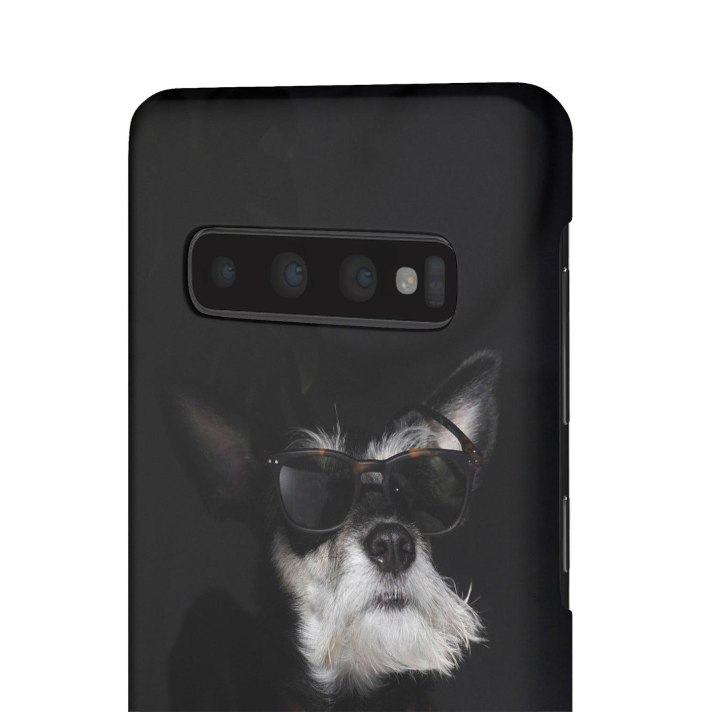 Cool Dog Cajasol - Stylish Pet