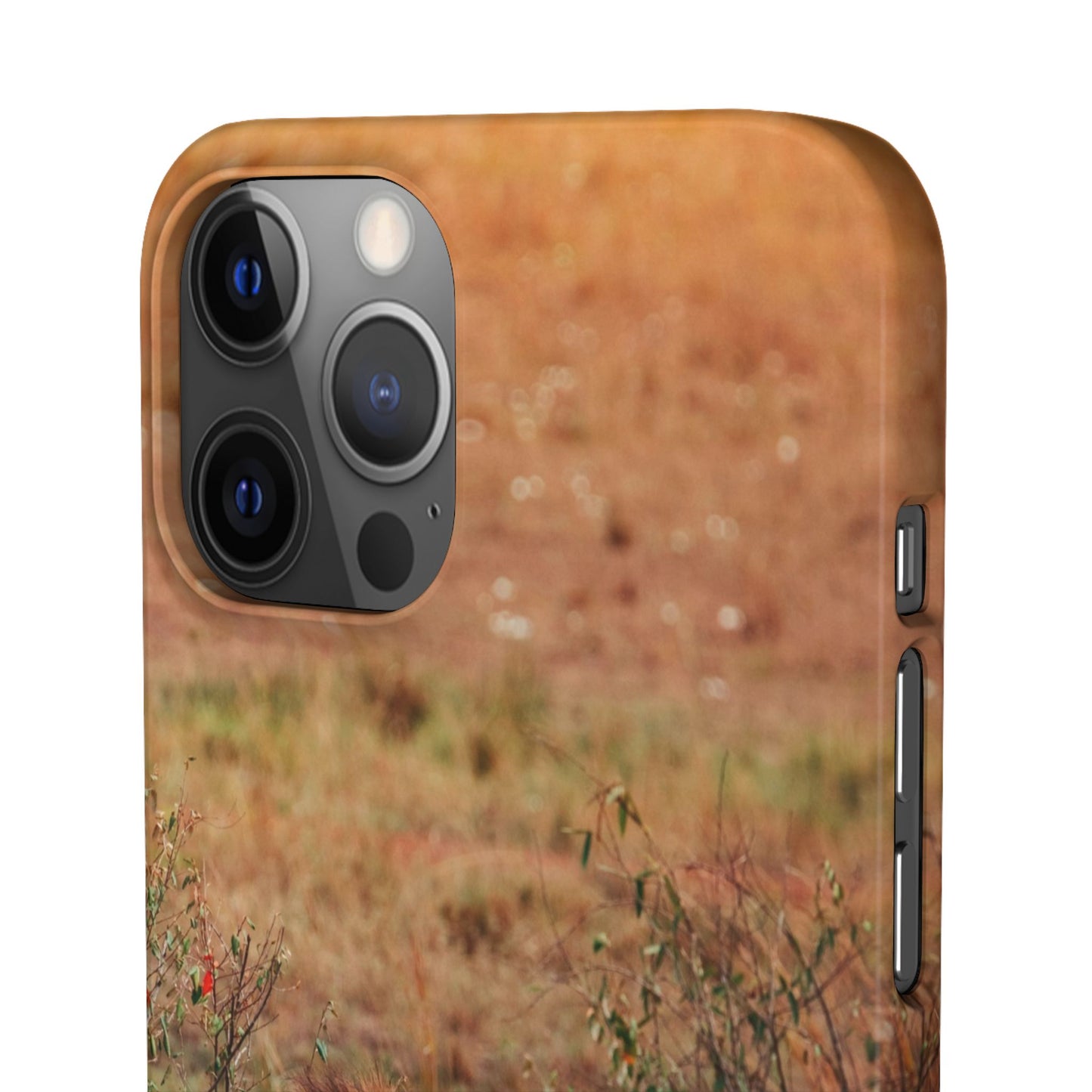 Majestic Lion Cajasol - Nature Inspired