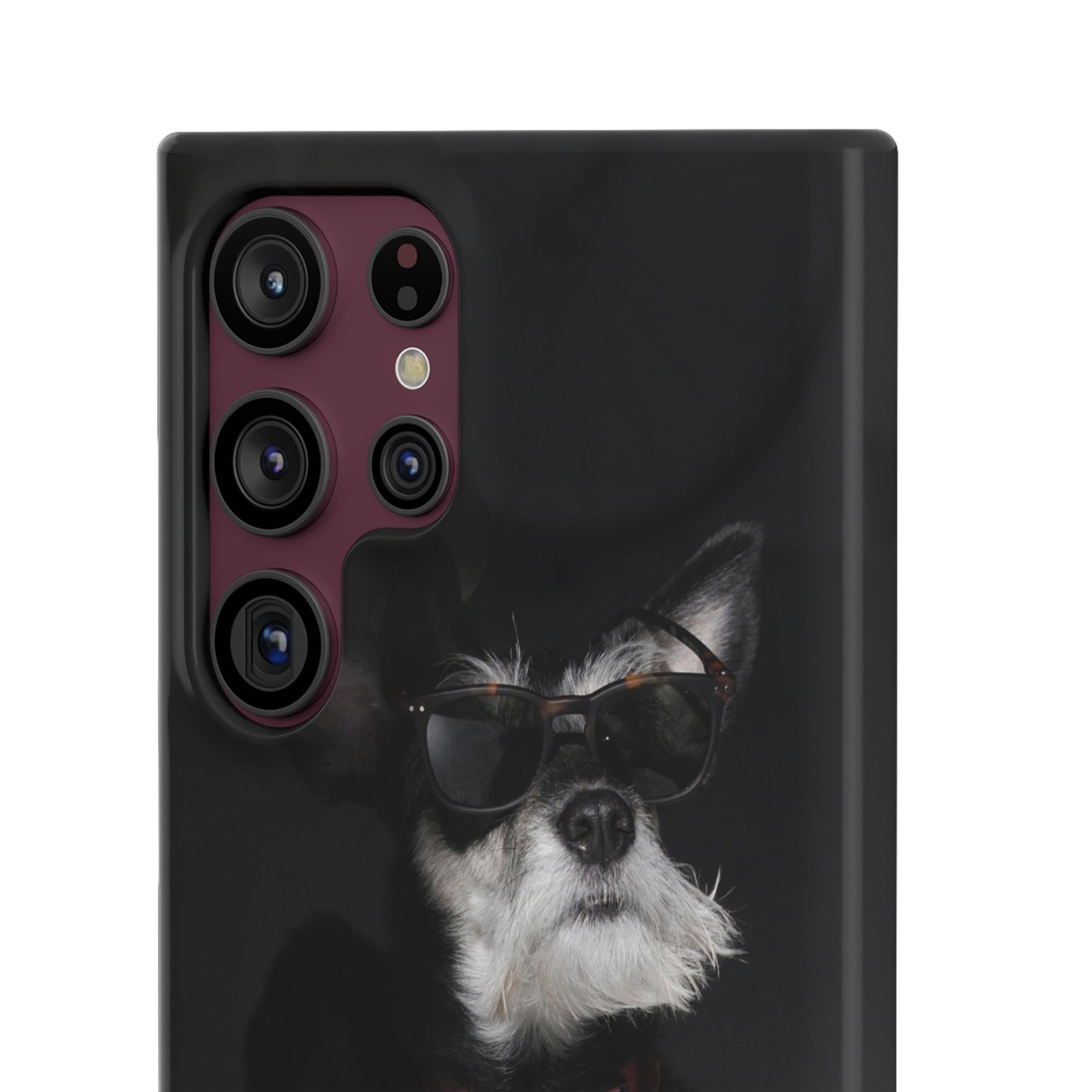 Cool Dog Cajasol - Stylish Pet