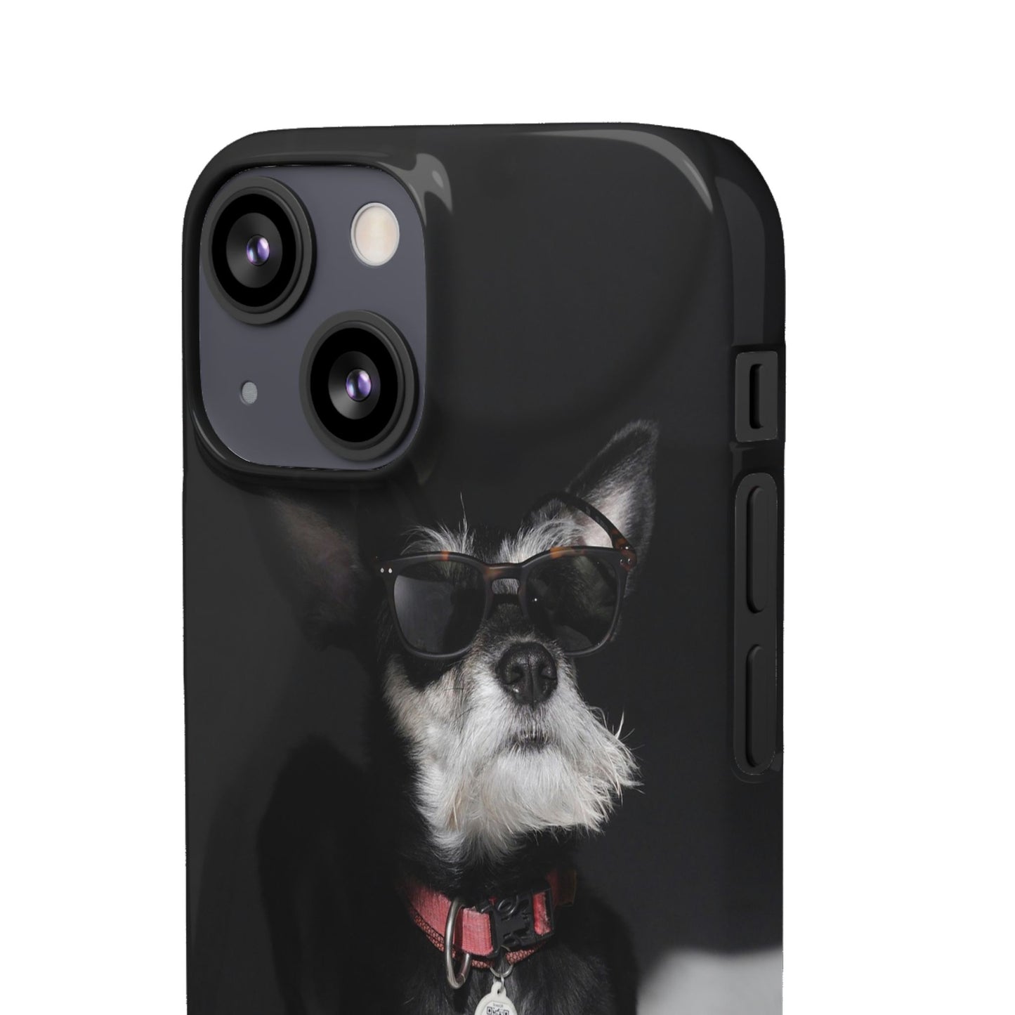 Cool Dog Cajasol - Stylish Pet