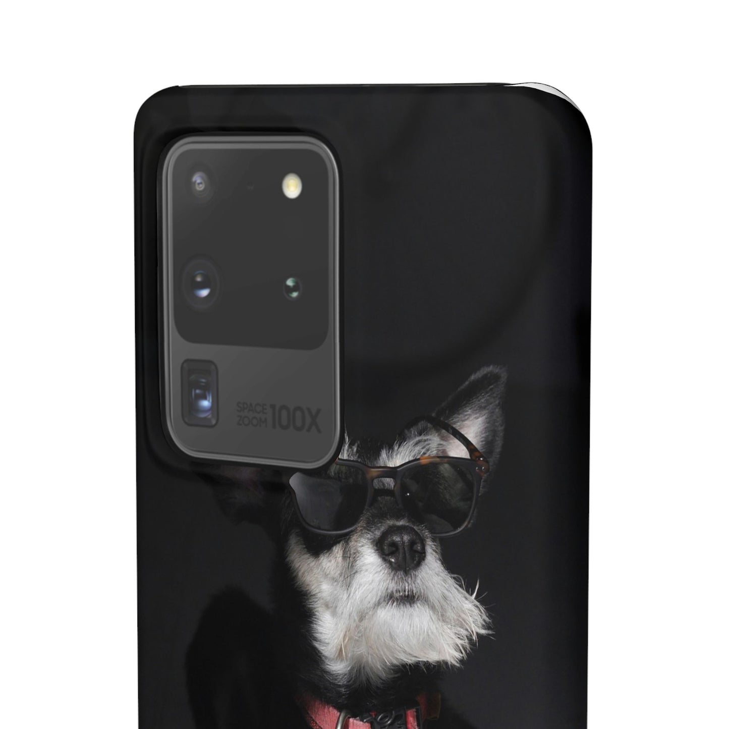 Cool Dog Cajasol - Stylish Pet