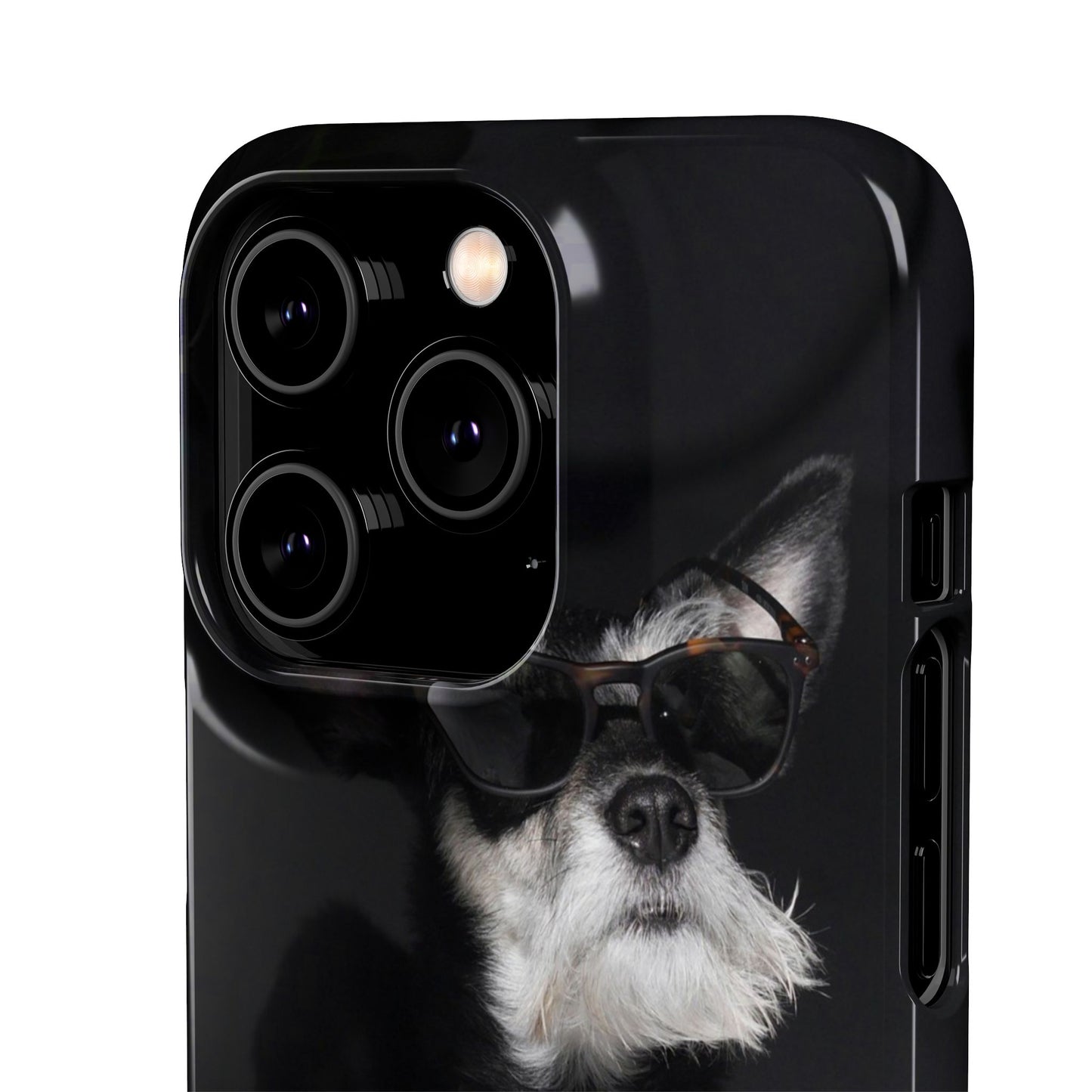 Cool Dog Cajasol - Stylish Pet