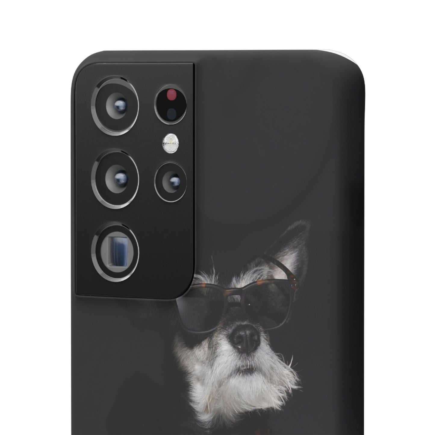 Cool Dog Cajasol - Stylish Pet